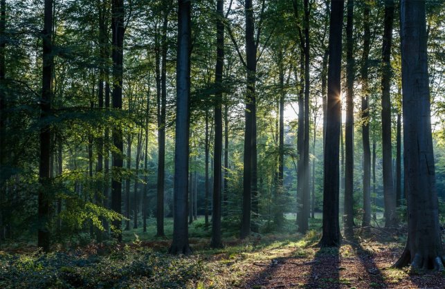 27 цікавих фактів про ліси і дерева ᐈ faktypro.com.ua